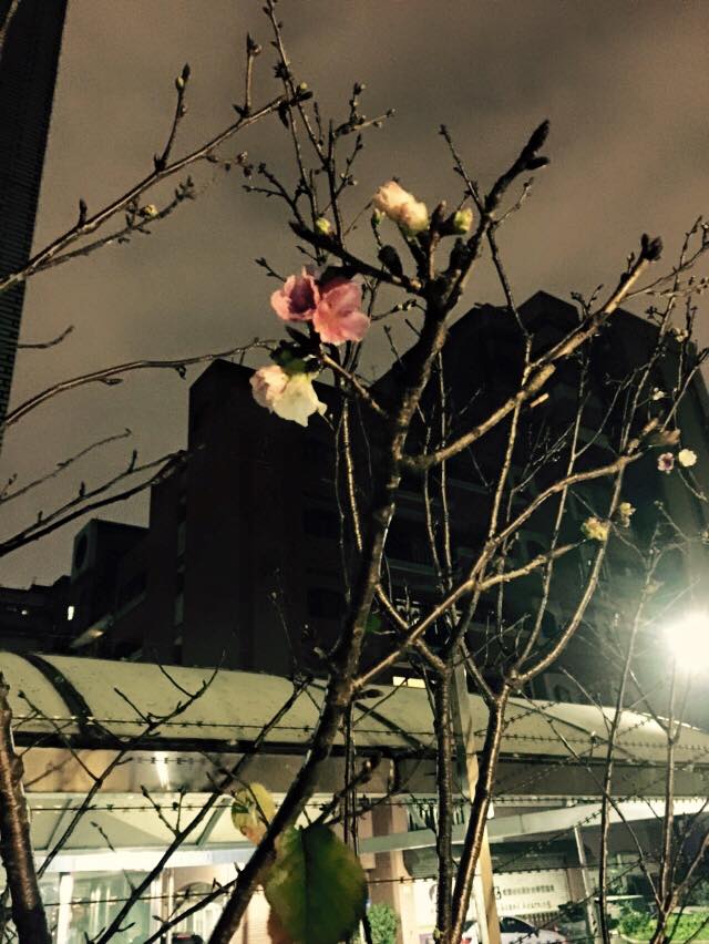 櫻花