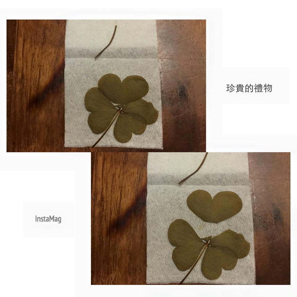 幸運草
